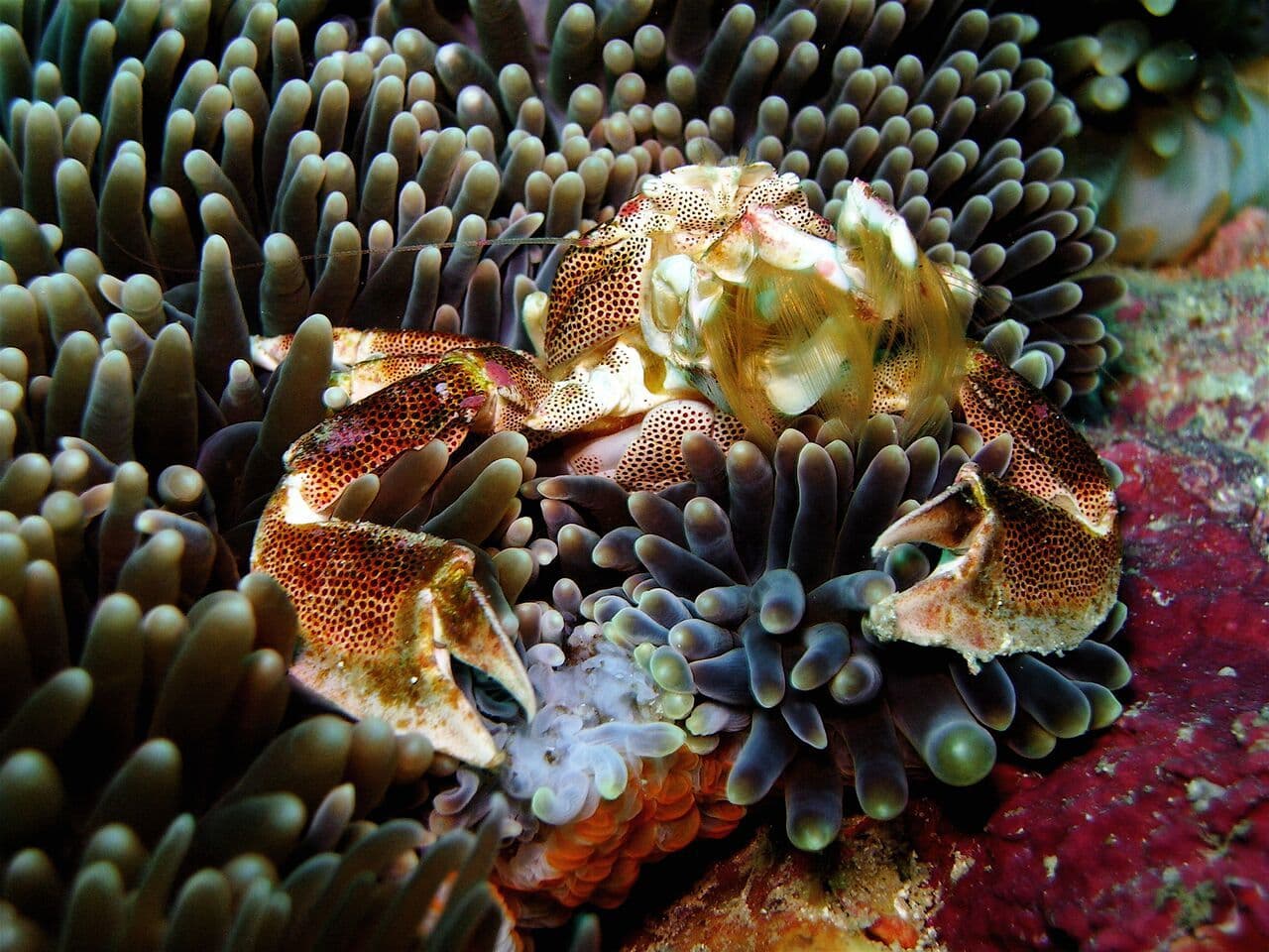 Porcelain crabs sheltering in a sea anemone on a coral reef in a Kenyan marine park
