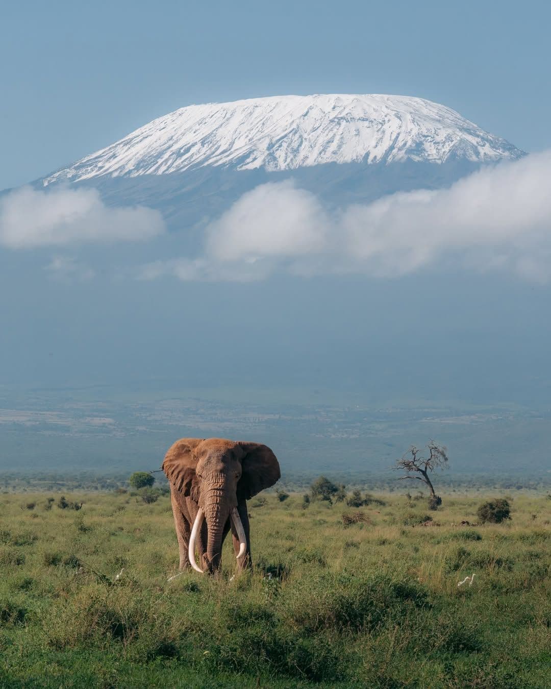 An elephant in front of Mount Kilimanjaro in Amboseli National Park, Kenya